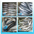 Frozen mackerel fish